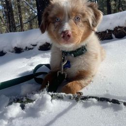 Australian Shepherd Puppies from Aus Cal (Aussies of SoCal)