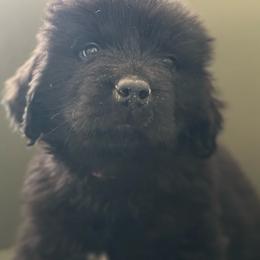 Puppy girl 1 - Black female Newfoundland puppy in St Cloud, Minnesota from BurningEmbers