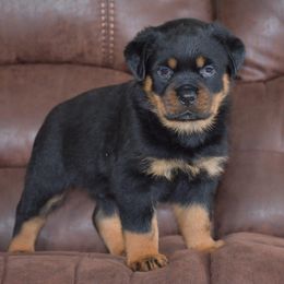 Boy 2 - Rottweiler puppy in Catawissa, Pennsylvania from Sharp Ridge Rottweilers