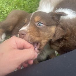 Australian Shepherd Puppies from Quiet Cove Kennels