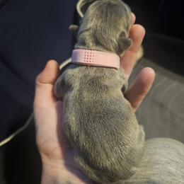 Blue - Blue female French Bulldog puppy in Tonawanda, New York from Vivante French Bulldogs