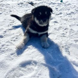 Alaskan Malamute Puppies from Fawn River Malamutes