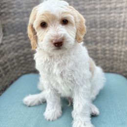 Spinky, green collar - male Golden Mountain Doodle puppy in Twin Falls, Idaho from Magic Valley Family Doodles