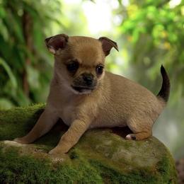 Chihuahua Puppies from Mystic Angels Chihuahuas