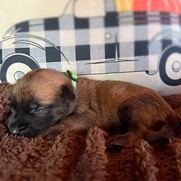 Nova - Fawn female Belgian Malinois puppy in Linwood, Michigan from Gillis Malinois