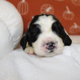 Spruce - Black and white male English Springer Spaniel puppy in Lexington, South Carolina from House Tiner Springers