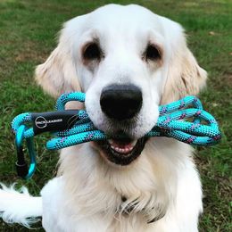 Golden Retrievers from Dopey Dutch Golden Retrievers