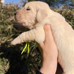 Yellow - Light golden female Golden Retriever puppy in Harrisburg, North Carolina from Bunn Ranch Goldens & Bernese