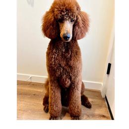 Kyra - Poodle
