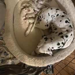 Dalmatian Puppies from Dalmatian Creation