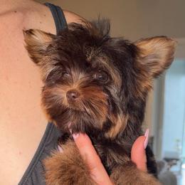 Cinnamon King 2.2 pound - Chocolate, tan and white male Yorkshire Terrier puppy in Cape Coral, Florida from Katherine’s Yorkies and Poodles
