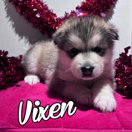 Vixen - Gray and white female Alaskan Malamute puppy in Giddings, Texas from Strong Water Malamutes