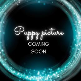 RMF2 - Red merle female Miniature Australian Shepherd puppy in Nacogdoches, Texas from TK Standard, Mini, & Toy Aussies