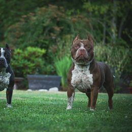 American Bully Puppies from Sky River Bullies