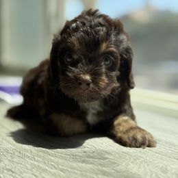 Chance - Brown and tan male Cockapoo puppy in Palmdale, California from Pucci Pawfect