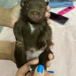 Pomeranian Puppies from Patty’s Poms