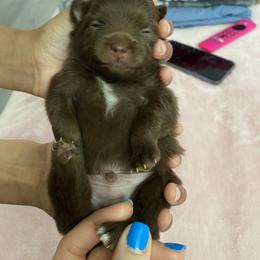 Pomeranian Puppies from Patty’s Poms
