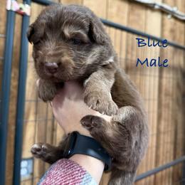 Blue - Bi-color male German Shepherd puppy in Terra Alta, West Virginia from Shepherd Country Farm and Kennels