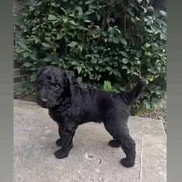 Banks (Blue collar) - Silver male Poodle puppy in Batavia, Ohio from The Livezey Standard-CKCS and Standard Poodles