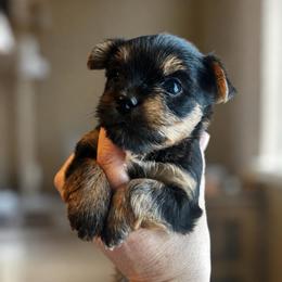 Sailor - Black and tan male Yorkshire Terrier puppy in Phil Campbell, Alabama from MagnoliaYorkies