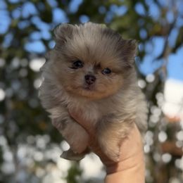 Ensley - Chocolate merle female Pomeranian puppy in Newport Beach, California from Exotic City Pomeranians and chihuahuas