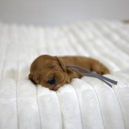 Pumpkin - Red male Cavapoo puppy in Queen Creek, Arizona from Dulcito Doodles