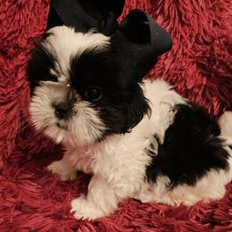 Akc  Beau  1300 vet checked - Black and white male Shih Tzu puppy in Dexter, Kentucky from Enchanting Shih tzu