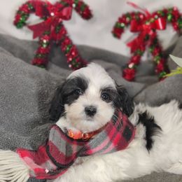 Buster - Black and white male Coton de Tulear puppy in Westfield, North Carolina from Legacy Pets