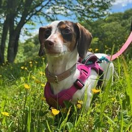 Dachshunds from Catherine's Mini Dachshunds