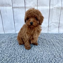 Lucky (AKC) - Red  male Poodle puppy in Riverside, California from Red Toy Poodle World