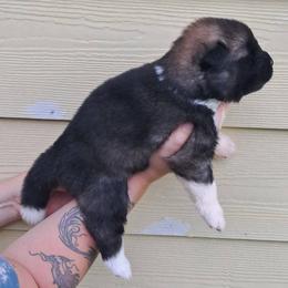 Fawn - Red, black overlay female Akita puppy in Granbury, Texas from Folklore Akitas