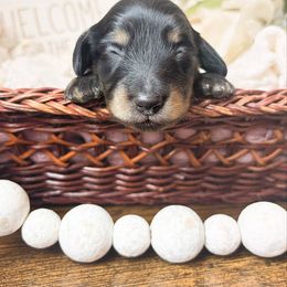 Maize 3500 - Cream male Dachshund puppy in Sylvania, Alabama from Yancey’s Doxies