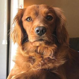 Companion Crosses from PNW Mini Golden Retrievers