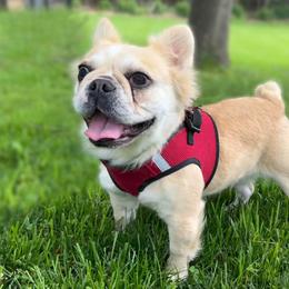 Quinn - French Bulldog
