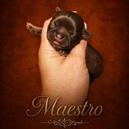 Maestro - Liver male Shih Tzu puppy in Kempner, Texas from Shih Tzu Reign