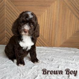 Brown Boy - Brown and white male Bernedoodle puppy in Modesto, California from Two Doods Doodles