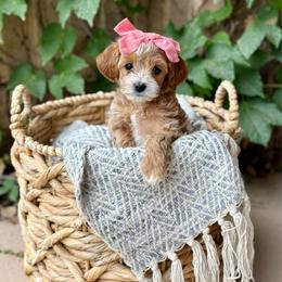 Billie Jean (purple) - Apricot female Goldendoodle puppy in St. George, Utah from Dashing Doodle Pups