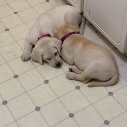 Labrador Retriever Puppies from Ehlers' Retrievers