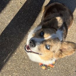 Howdy - American Corgi