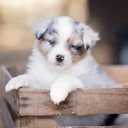 Blue Merle Female Not Available - Blue merle female Australian Shepherd puppy in Elkton, Tennessee from Riverlook Australian Shepherds