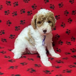Justice - Parti female Poodle puppy in New Britain, Connecticut from Poodles of New England