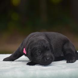 Labrador Retriever Puppies from Abe Turner