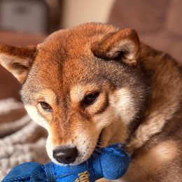 Renton - Shiba Inu