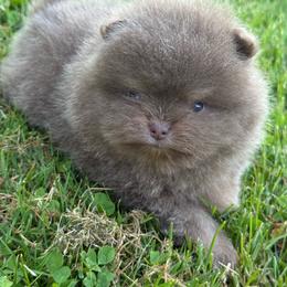 Lilo - Lavender female Pomeranian puppy in Newark, Ohio from Keeperofstars Pomeranians