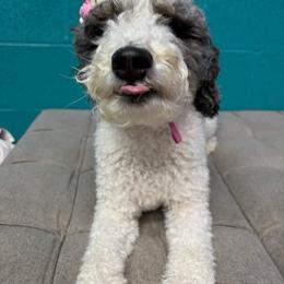 Bernedoodle Puppies from NLB Mini Bernedoodles