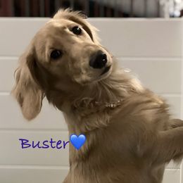 Buster - Dachshund