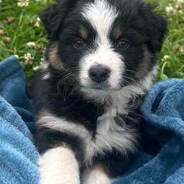 CLARABELLE - Black tri-color female Australian Shepherd puppy in Sheridan, Arkansas from Runnin’ Wild Ranch Aussies