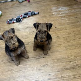 Airedale Terrier Puppies from Mystic’s Airedales