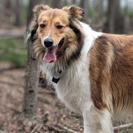 Siri - Old Time Scotch Collie
