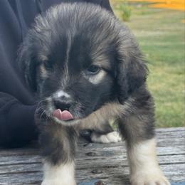 Orange Girl - Gray female Caucasian Shepherd Dog puppy in Twining, Michigan from Royal Caucasian Shepherds ®